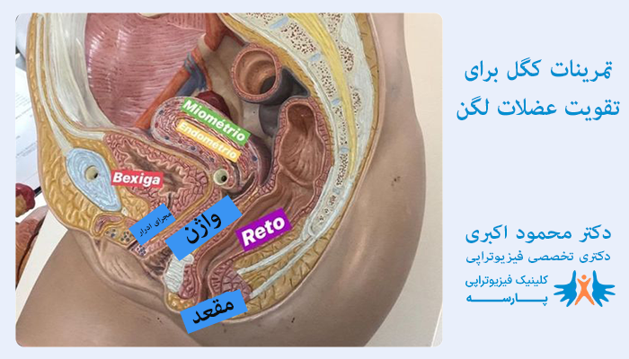 تمرینات کگل برای تقویت عضلات لگن